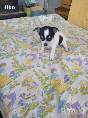 Прекрасни сладки пинчери, снимка 1