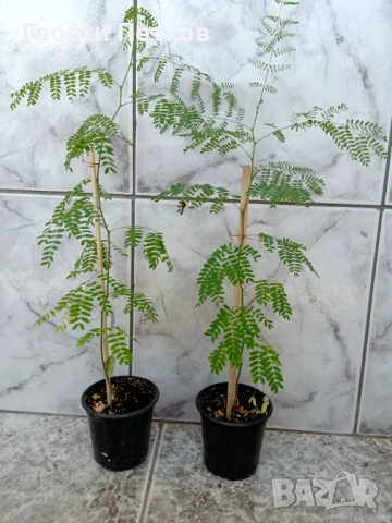 Цезалпиния, Жълта Райска Птица , снимка 2 - Градински цветя и растения - 51287941