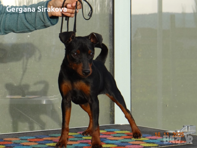 Миниатюрен Пинчер, снимка 6 - Пинчер - 52606026