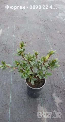 Азалия - Градинска, снимка 5 - Разсади - 49970943