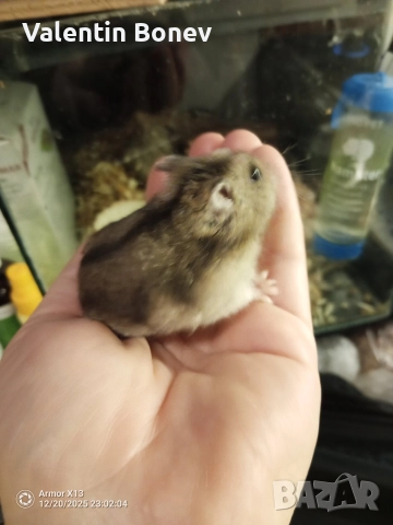 Мини хамстери, много игриви., снимка 3 - Хамстери - 52908012