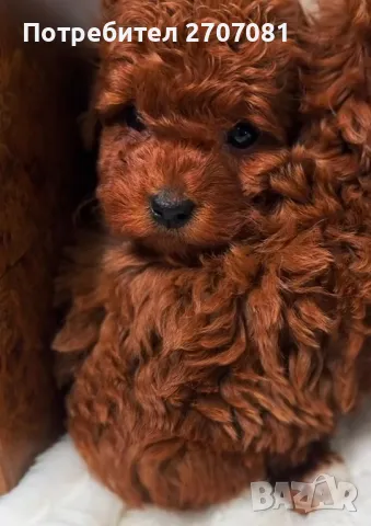 Той пудели, снимка 7 - Пудели - 48840560