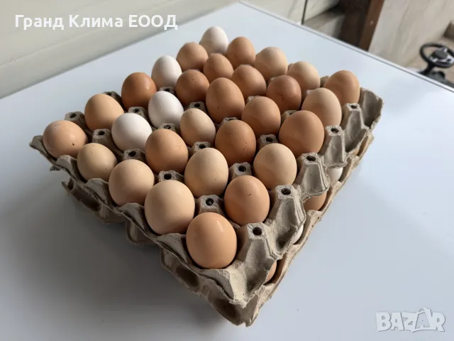Яйца от Домашни кокошки, снимка 2 - Кокошки и пуйки - 55883356