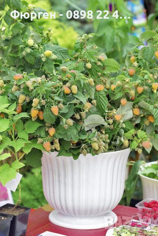 Мини джуджевидна - Саксийна Малина , Къпина и жълта Малина