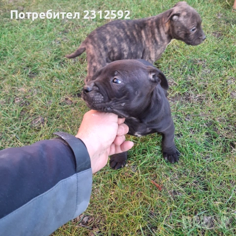 Продават се питбулчета!, снимка 5 - Питбул - 53116907