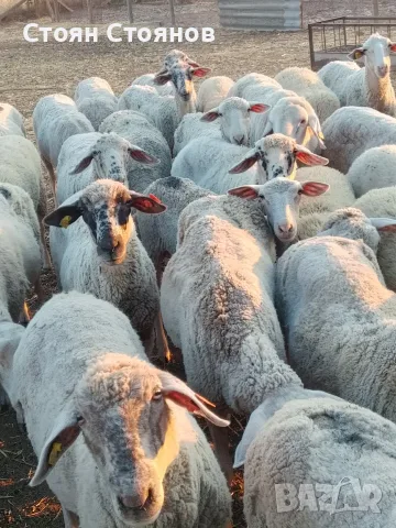 Продавам овце..., снимка 4 - Овце - 55767645