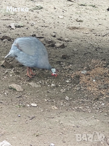 Фазани,токачки,японки, снимка 6 - други­ - 53499575