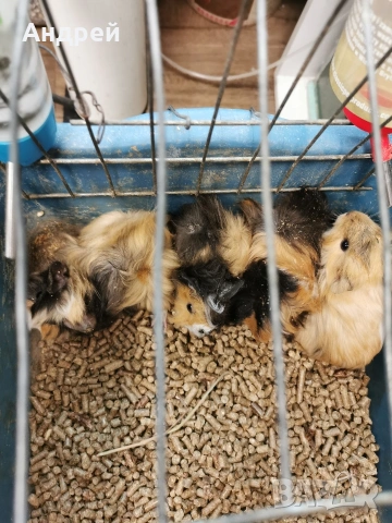 Морски свинчета , снимка 6 - Морски свинчета - 52919769