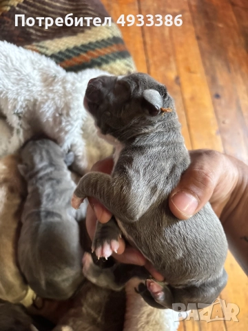American Bully XL/Американско Були ХЛ, снимка 3 - Питбул - 55853976