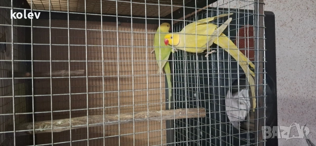Папагали Малък Александър /двойка, снимка 10 - Папагали - 43090136