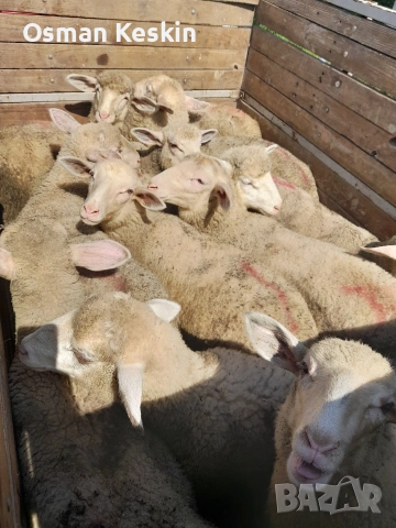 Продавам агнета , снимка 4 - Овце - 53739560