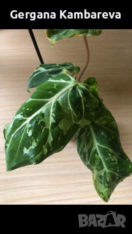 Philodendron Gloriosum Snow Leopard 