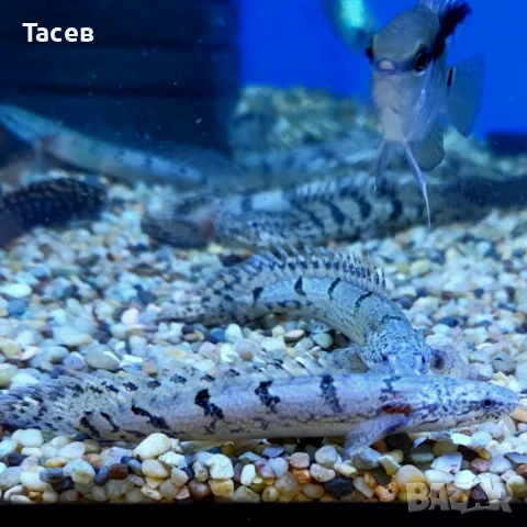 Полиптерус делхези 10см, снимка 1