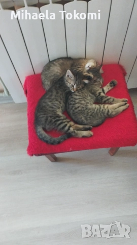 Подарявам котета 