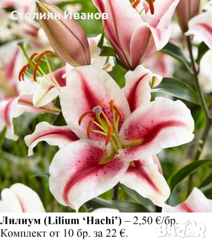 ОРИЕНТАЛСКИ ЛИЛИУМИ - РАЗЛИЧНИ СОРТОВЕ (ГРУДКИ), снимка 3 - Сортови семена и луковици - 53654401