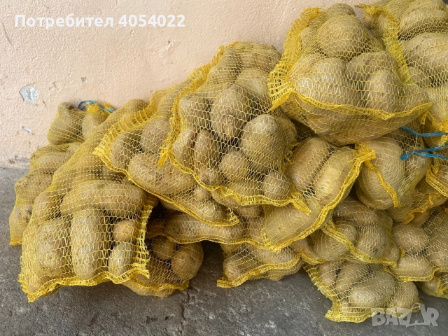 Хубави картофи за храна самоковски, снимка 2 - Пицари - 52836627