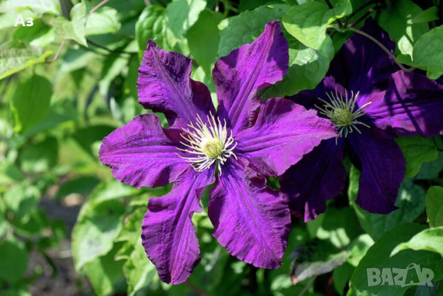 Продавам семена на Клематис - тъмно син и розов, български сорт, снимка 10 - Сортови семена и луковици - 50887014