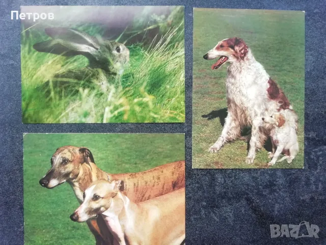 Пощенски картички ЧССР 1980-1984