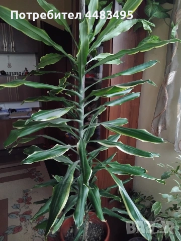 Драцена палма, снимка 2 - Стайни растения - 53383508