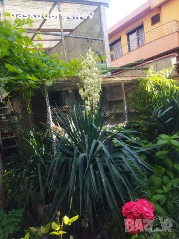 Вкоренени растения студоустойчива Юка на 1-3 год., снимка 1 - Градински цветя и растения - 38750889