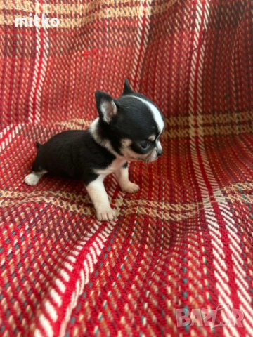 Чихуахуа , снимка 6 - Чихуахуа - 52482400