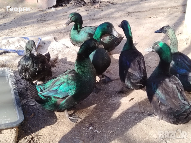 Продавам петли Брама и Каюги, снимка 14 - други­ - 52947667