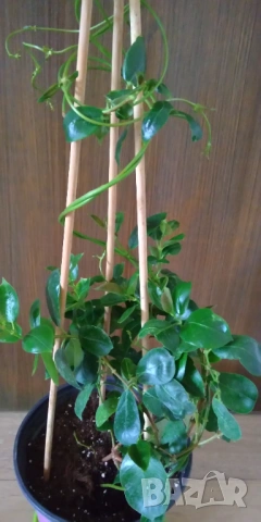 Дипладения Мандевила Grand rose, снимка 3 - Градински цветя и растения - 53617184