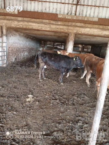 Продавам бременни юници, снимка 2 - Крави - 53636717