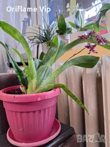 Орхидея Камбрия, снимка 2 - Стайни растения - 48727163