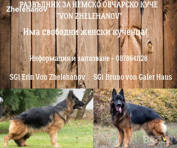 Немска Овчарка от Развъдник ”Von Zhelehanov”