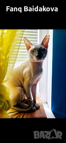 Мъжки сфинкс за разплод, снимка 2 - Търси партньор - 53193233