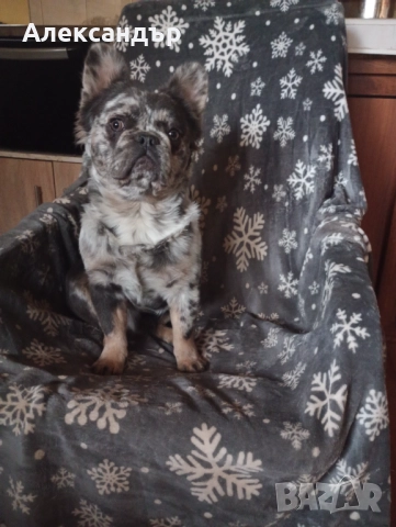 Мъжки френски булдог за разплод , снимка 2 - Френски булдог - 52354780