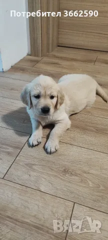🐾 Малки кученца Голдън Ретривър търсят своите любящи семейства! 🐶❤️, снимка 3 - Голдън ретривър - 55669507