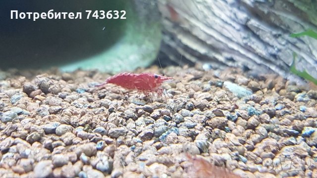 Скарида NEOCARIDINA HETEROPODA VAR. RED