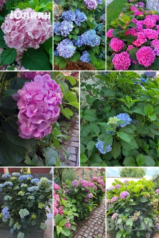 Хортензия , розова , снимка 5 - Разсади - 53745083