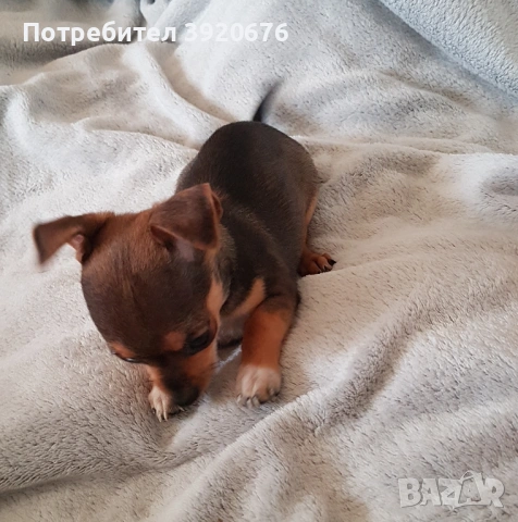 Пинчер - Чихуахуа, снимка 2 - Чихуахуа - 52921291