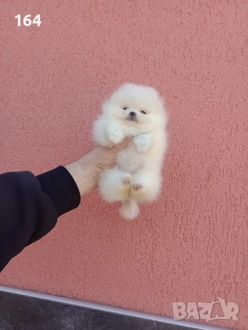 Бели Померани. Реални снимки !!!