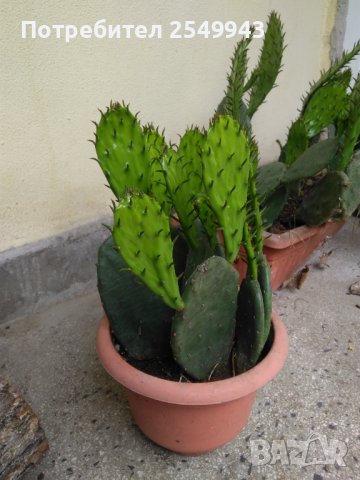 Саксии с незамръзващ кактус  , снимка 8 - Стайни растения - 41240742