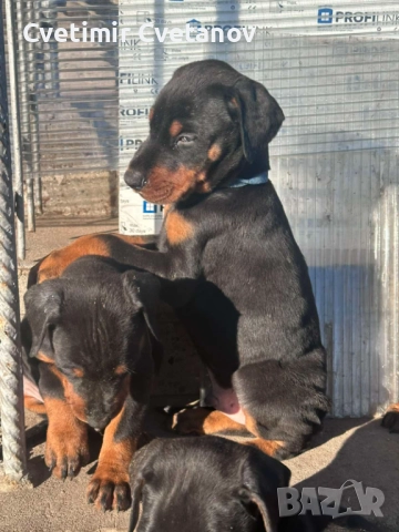 Доберманчета с родословни родители !
