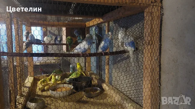 Вълнисти папагали