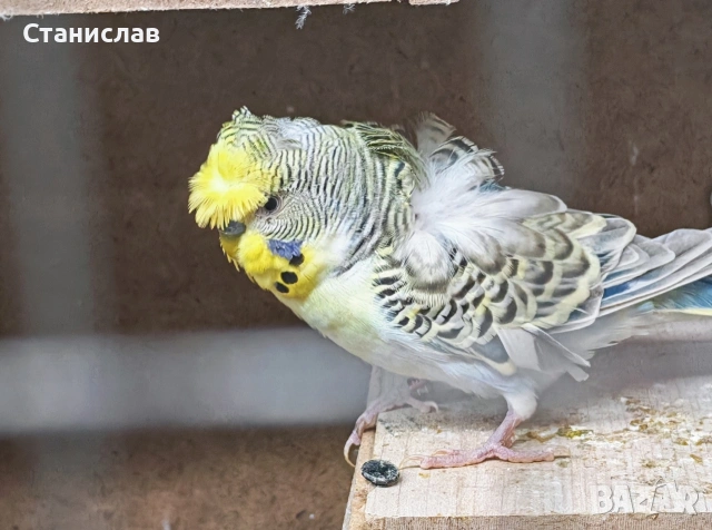 продавам вълнисти папагали, хиликоптери и чачулата амадинка, снимка 7 - Папагали - 53278956