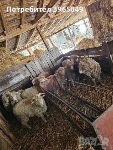 Шилета мъжки на 10 месеца, снимка 4 - Овце - 53581920