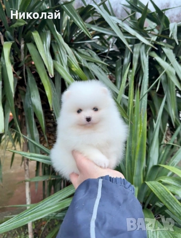 Померан мини момче. Померанче, снимка 4 - Померан - 53044318