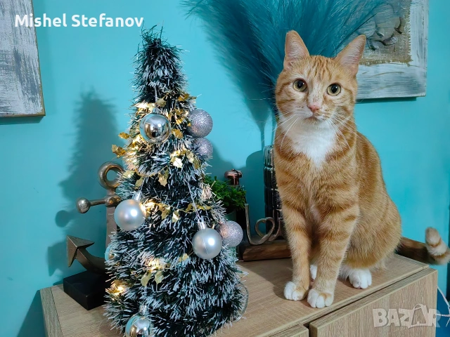 подарявам мъжко коте Бургас