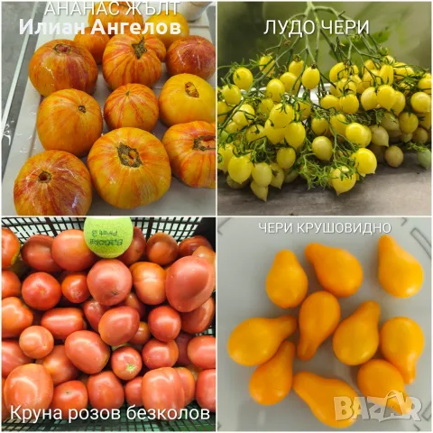Семена от стари селски сортове домати,краставици и други, снимка 13 - Сортови семена и луковици - 52629365