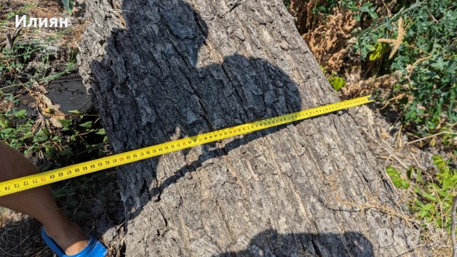 Орехово дърво 7 м + клони – с. Мерданя , снимка 3 - Строителни материали - 51240563