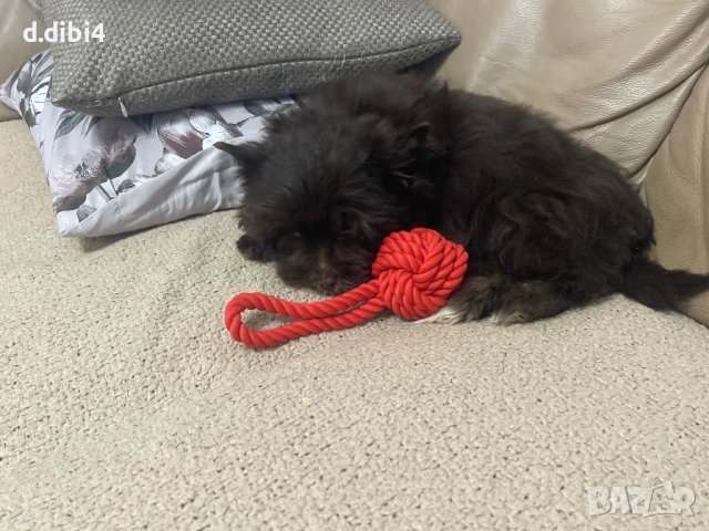 Мини йоркширски териер -шоколадово!!, снимка 6 - Йоркширски териер - 52705136