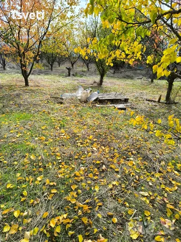 парцел Дивдядово , снимка 2 - Парцели - 56364176