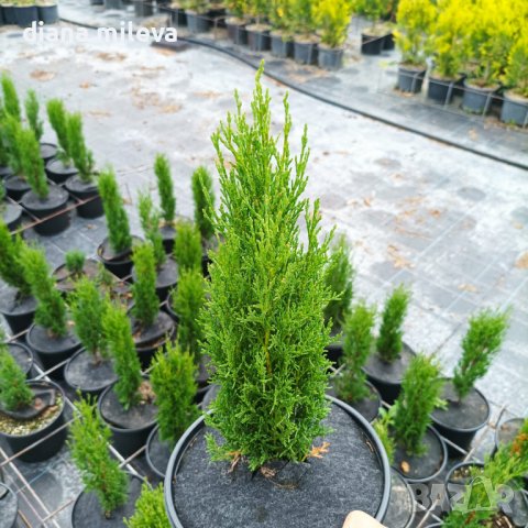 Кипарис Тотем (Cupressus Sempervirens Тotem), снимка 6 - Градински цветя и растения - 41147081