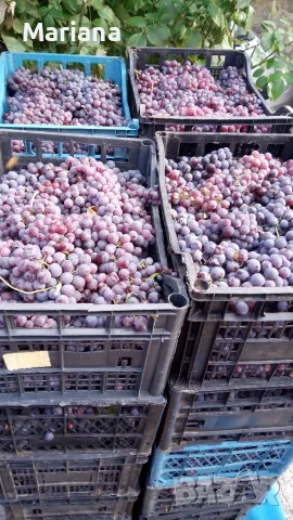 Продавам грозде памид и мерло, снимка 2 - Домашни продукти - 56152226